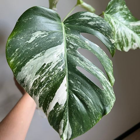 Monstera variegata