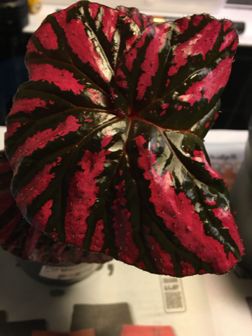 Vakere Begonia brevirimosa ung planter i full vekst selges for 400 kr