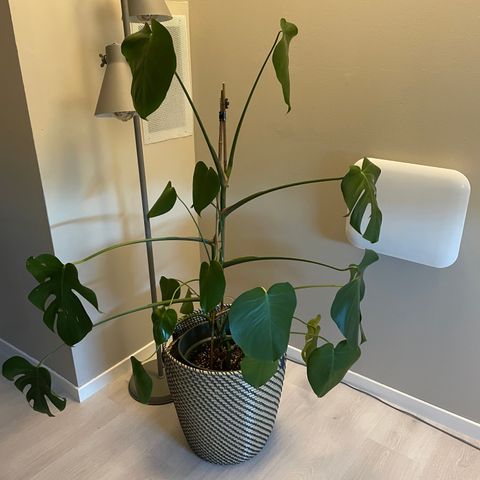 Nydelig Monstera