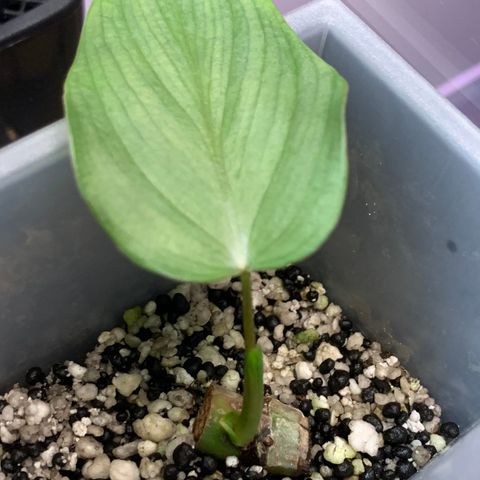 Philodendron sp. 'Silver Angel'