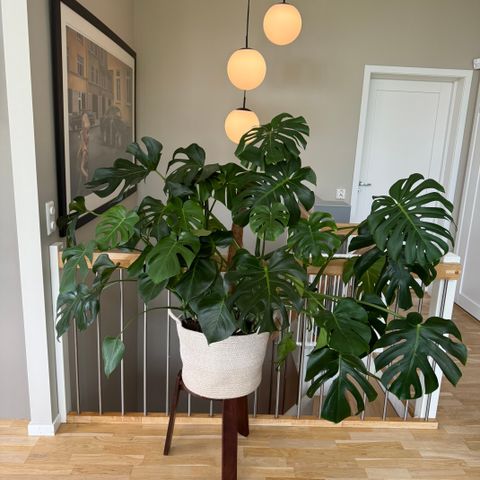 Flott og stor monstera