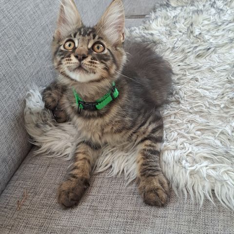 Maine Coon Gutt nr.2