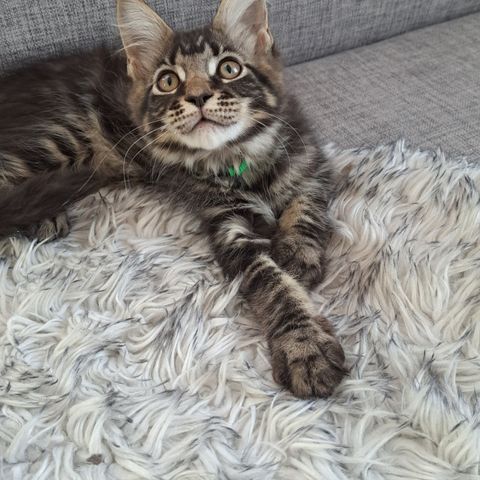 Maine Coon Gutt nr.3