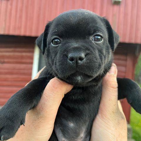 Forvert staffordshire bull terrier