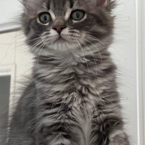 Herlige Kiera 💕 Perser/ Maine Coon mix - Leveringsklar 3. juli!