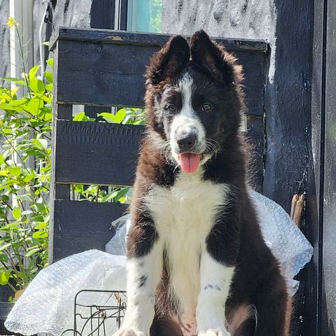 Border Collie valp