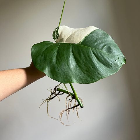 Monstera variegata