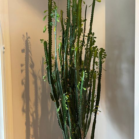 Cowboy Kaktus (Euphorbia Trigona)