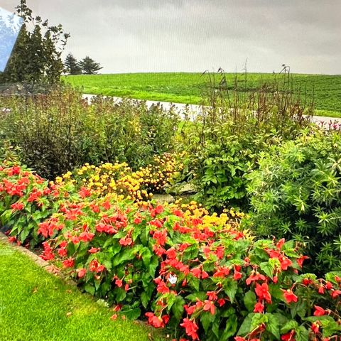 Begonia/skaugumknoller