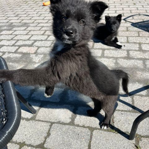 Blandingsvalper av svensk lapphund og bordie collie