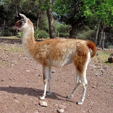 Lama