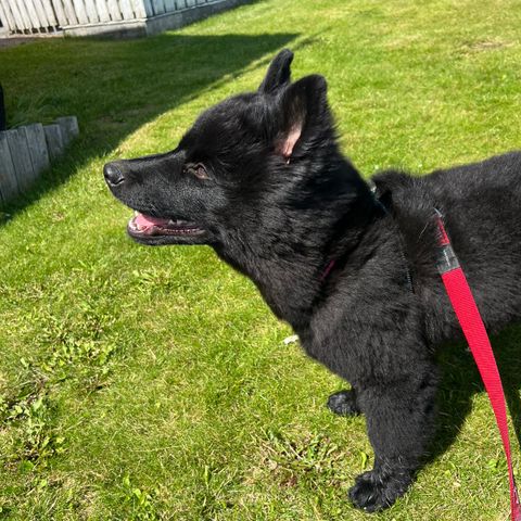 Svensk Lapphund