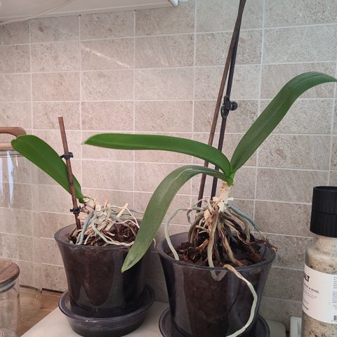 (reservert) 2 orkideer med potter