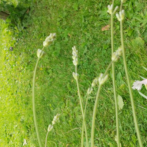 Lavendel.lys rosa farge .staude