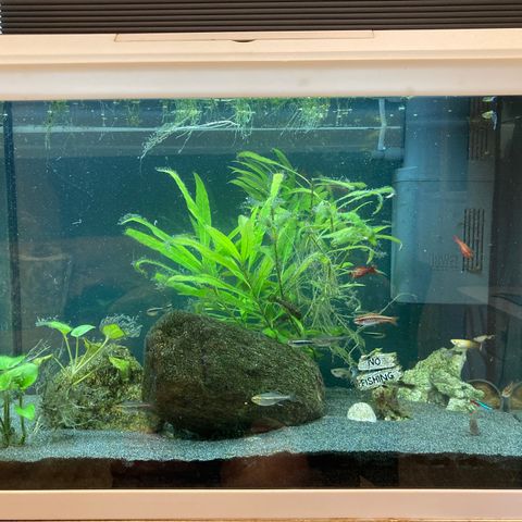 Juwel Akvarium 70L