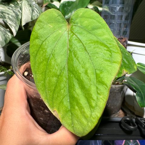 Anthurium Kunayalense