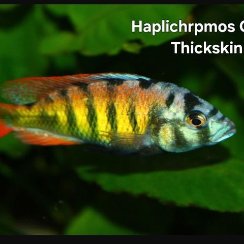 Haplochromis sp. 'thick skin'