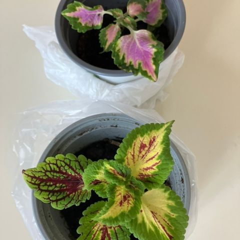 Coleus avleggere