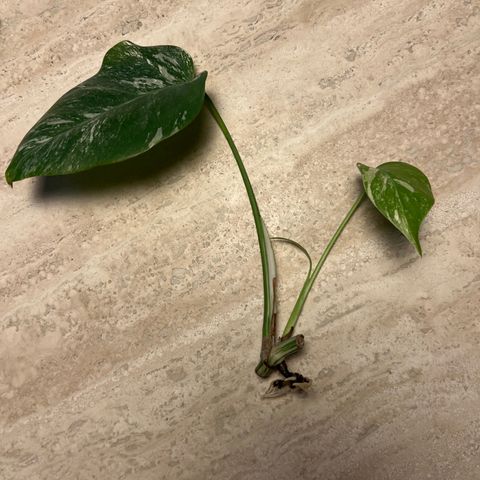 Monstera variegata