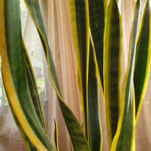 Sansevieria trifasciata 'Laurentii' / Svigermorstunge