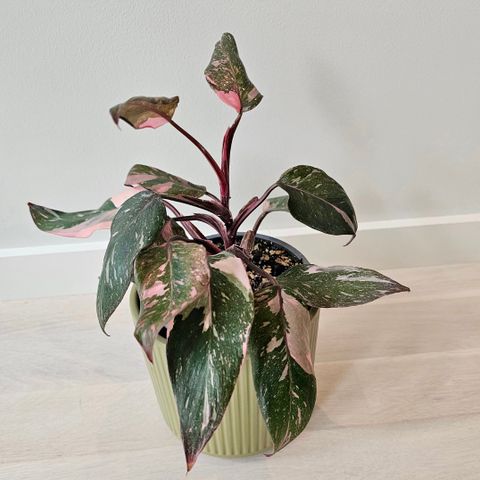 Philodendron Pink princess marble stiklinger