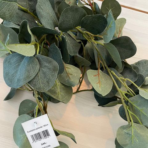 Eucalyptus girlander