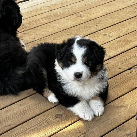 Miniature American Shepherd