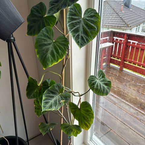 philodendron verrucosum med 4 stammer