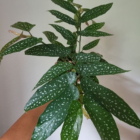 Begonia plante