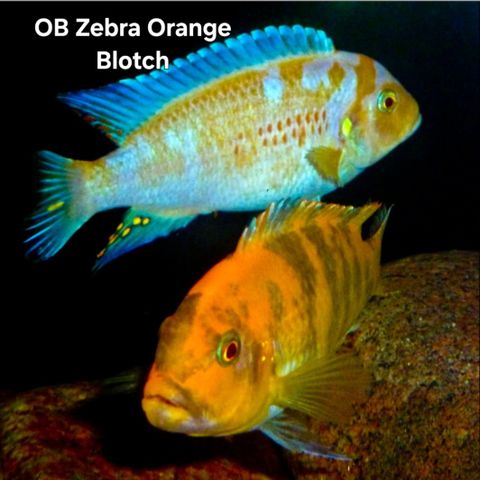 OB Zebra Orange