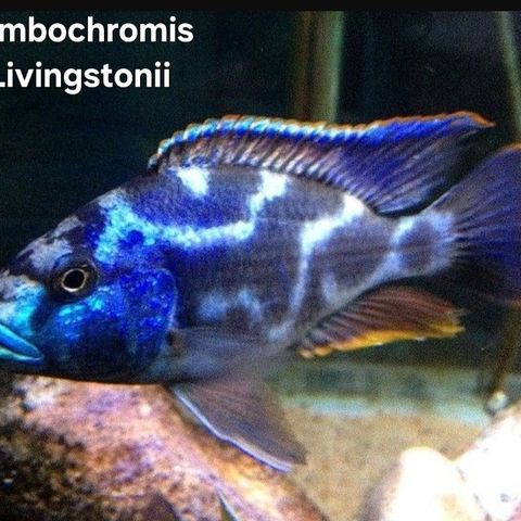 Nimbochromis Livingstonii