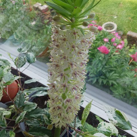 Praktlys (ananaslilje el. Eucomis) .