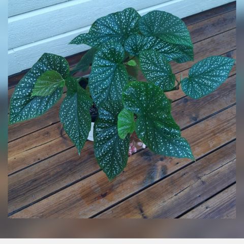 Stor Begonia Corallina de Lucerna.