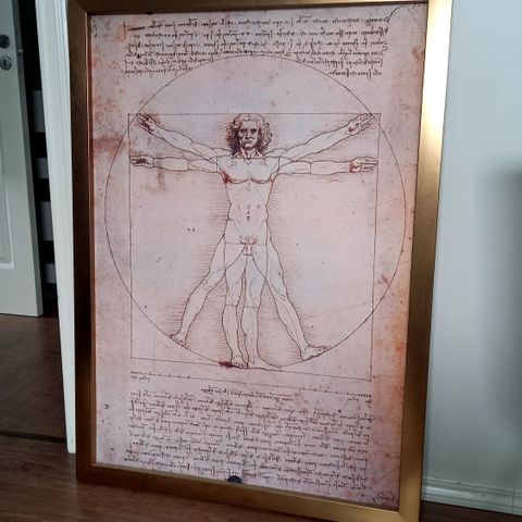 Nydlig veggbilde Leonardo da Vinci "Vitruvian man" fra Bohus