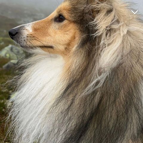 Shetland sheepdog valper ventes