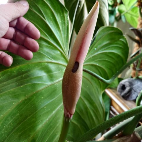 Philodendron Pollen