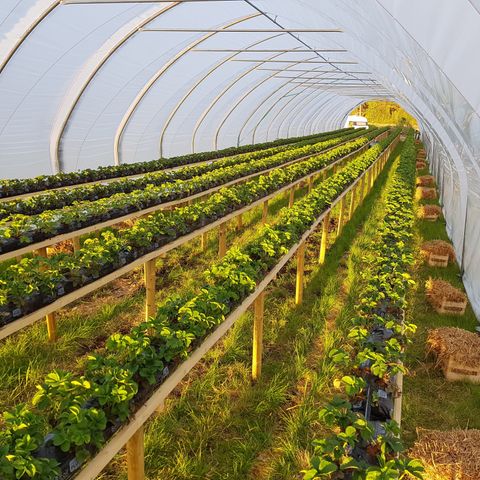 Veksthus / polytunnel