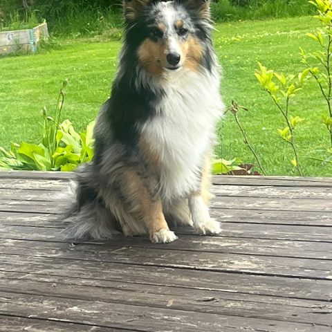 Shetland sheepdog valper ventes