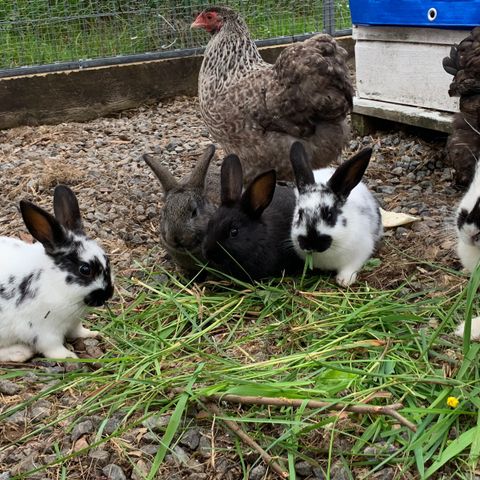 4 søte kaninunger