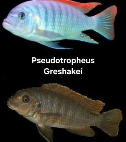 Pseudotropheus Greshakei