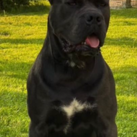 Cane Corso