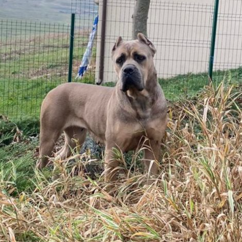 Cane Corso