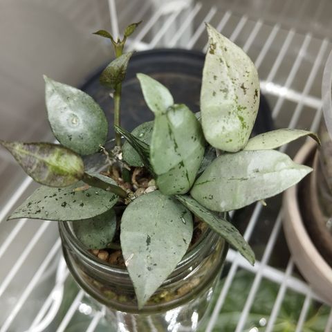 Hoya Krohniana 'Super Silver'.