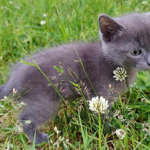 Kattungen Frende søker kjærlig hjem