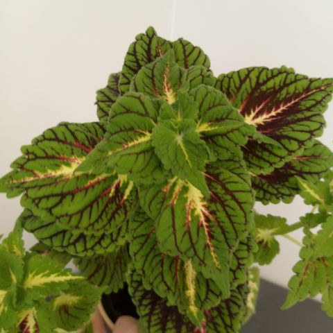 Coleus: Space cake (3 grener) + potteskjuler