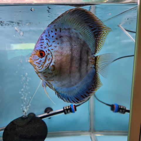 Discus «Altum Cobolt Blue» Han 15 cm+ Selges