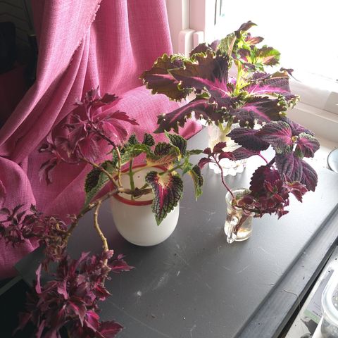 Coleus rota stiklingar