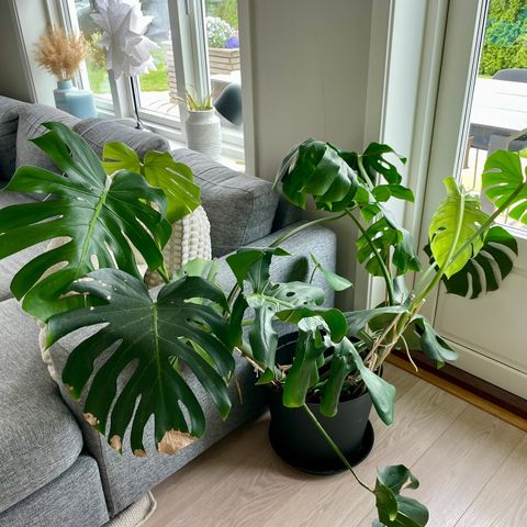 Monstera vurderes solgt