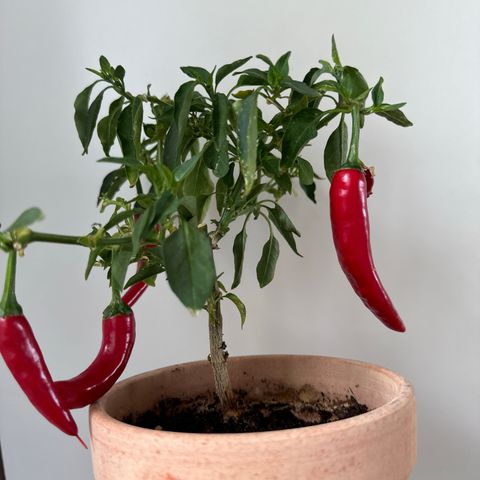 Chili plante i terrakotta potte