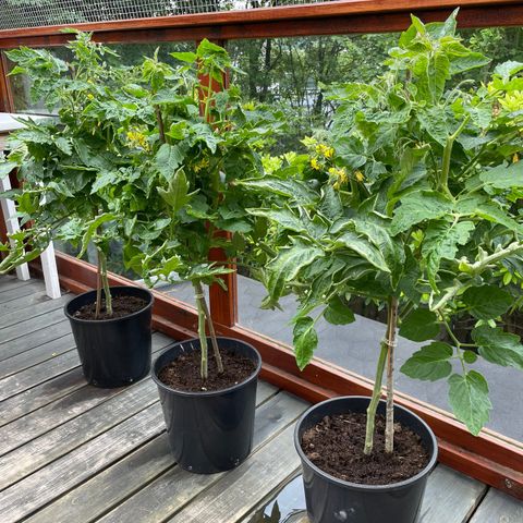 Tomatplanter på terassen